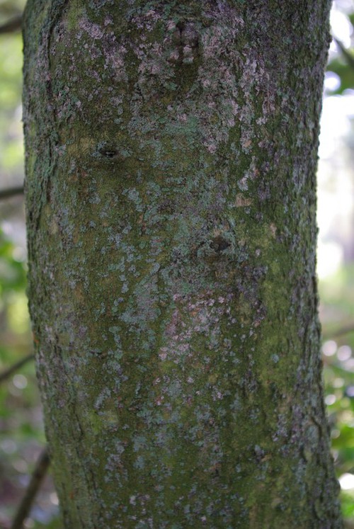 Écorce âgée