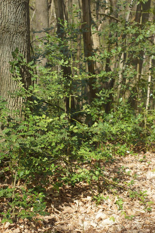 Ilex aquifolium