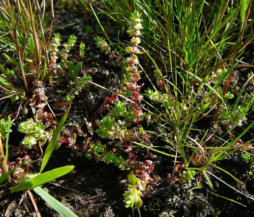 Illecebrum verticillatum