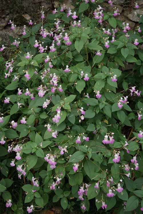 Impatiens balfouri