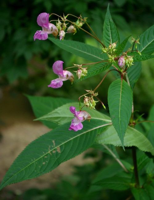 Impatiens glandulifera
