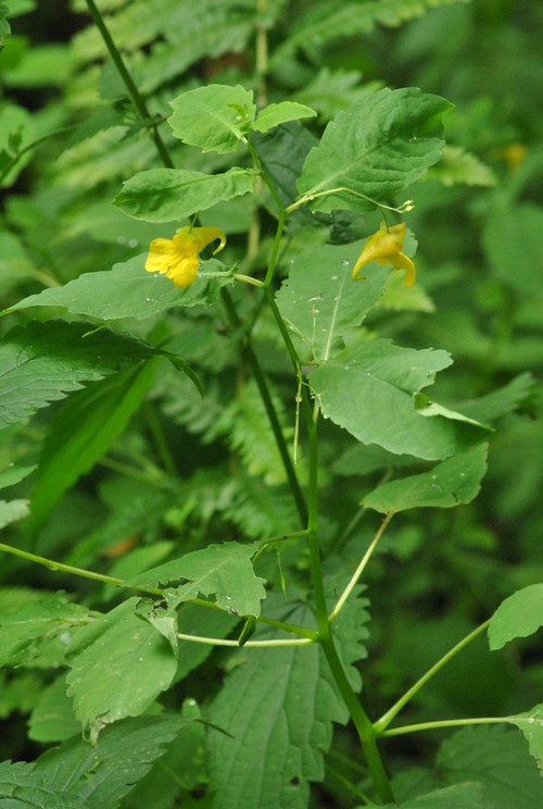 Impatiens noli-tangere
