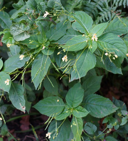 Impatiens parviflora