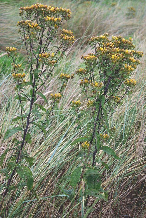Inula conyza