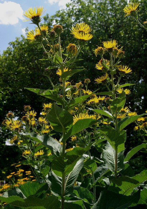 Inula helenium