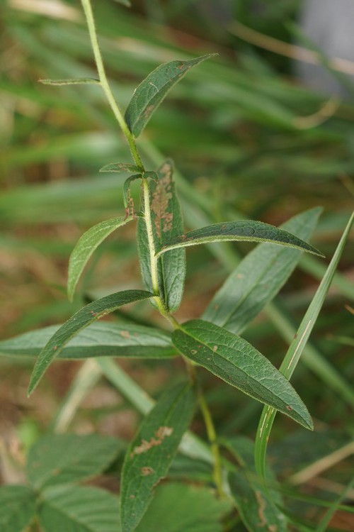 feuille