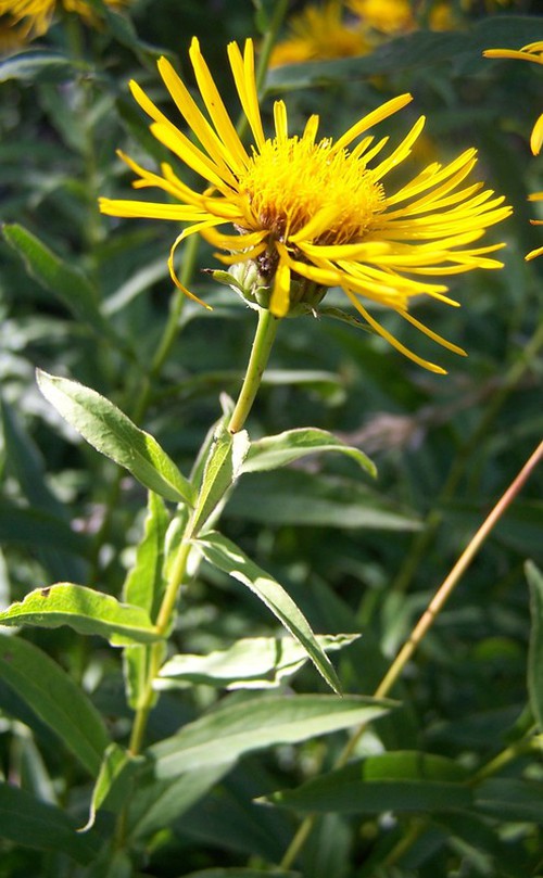 Plante entière