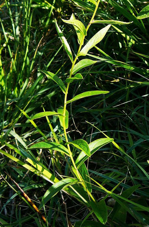 feuille