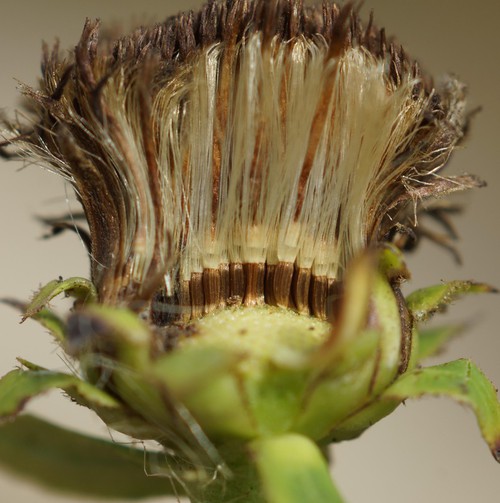 fruit