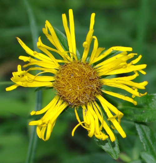 inflorescence