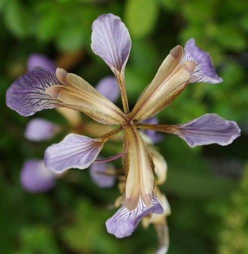 détail fleur