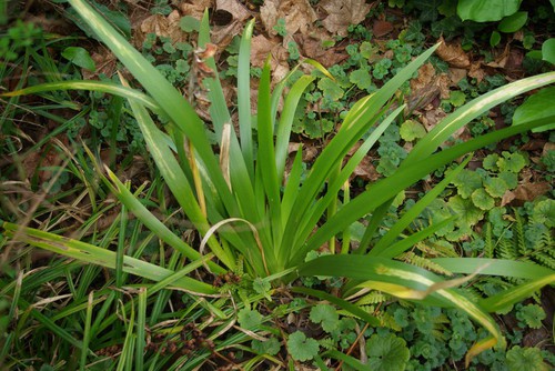 feuille