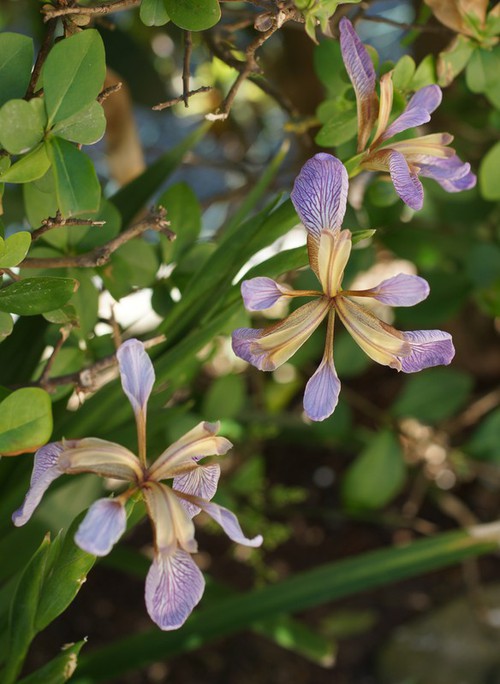 fleur