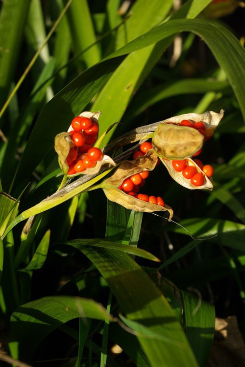 fruit