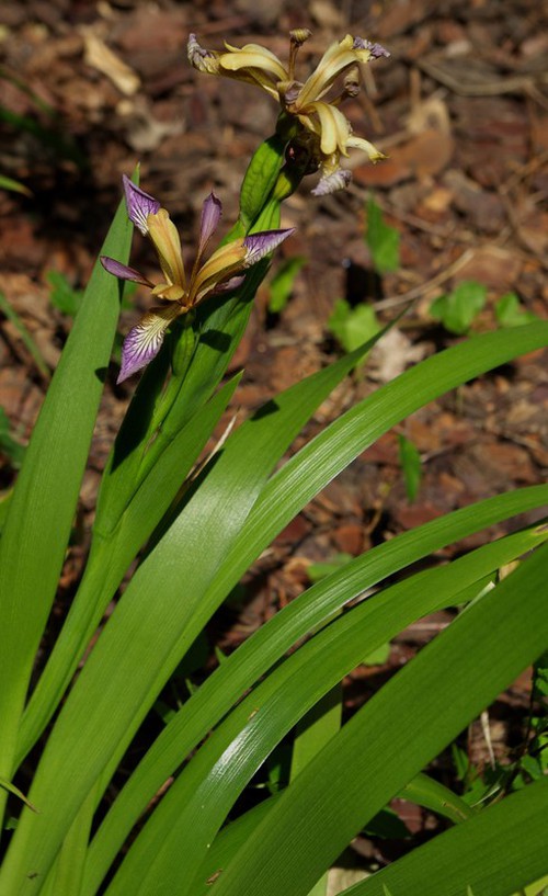 Plante entière