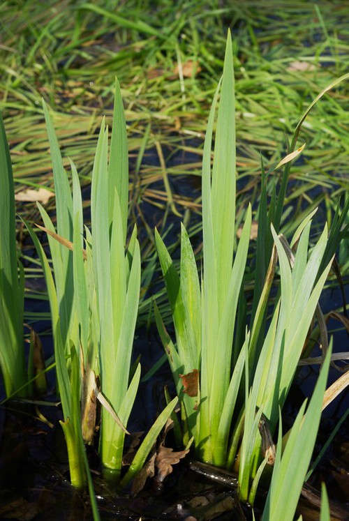 feuille