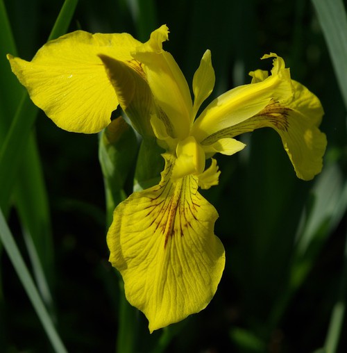 fleur