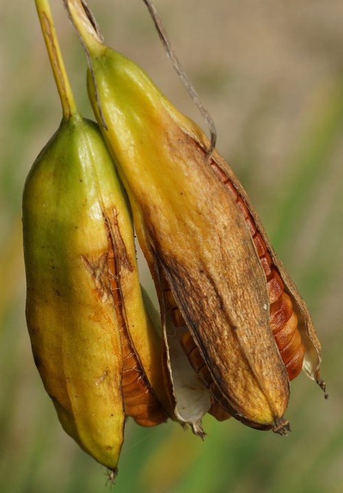 fruit
