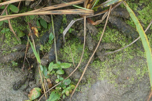 rhizome