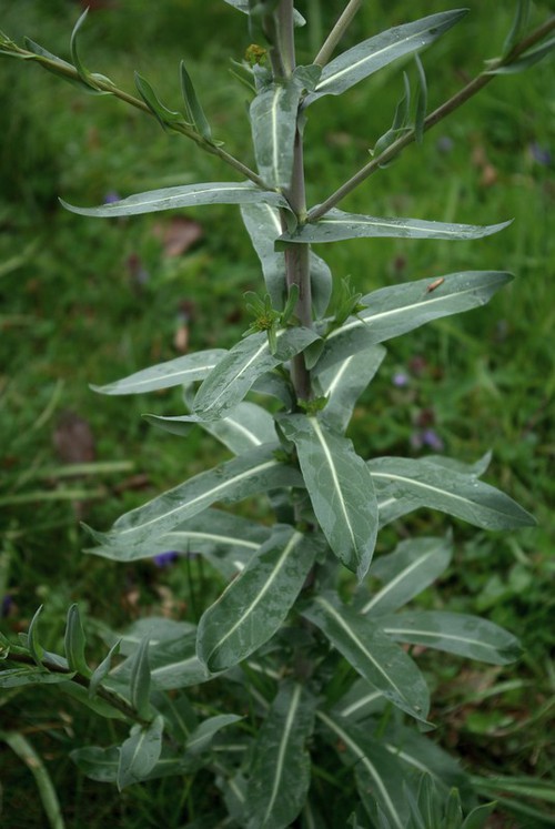 feuille
