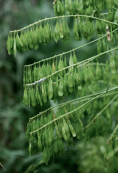 fruit