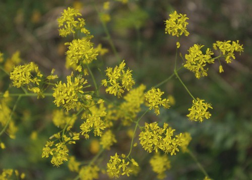 inflorescence