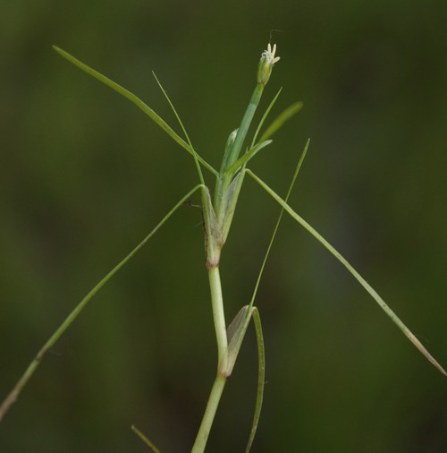 inflorescence