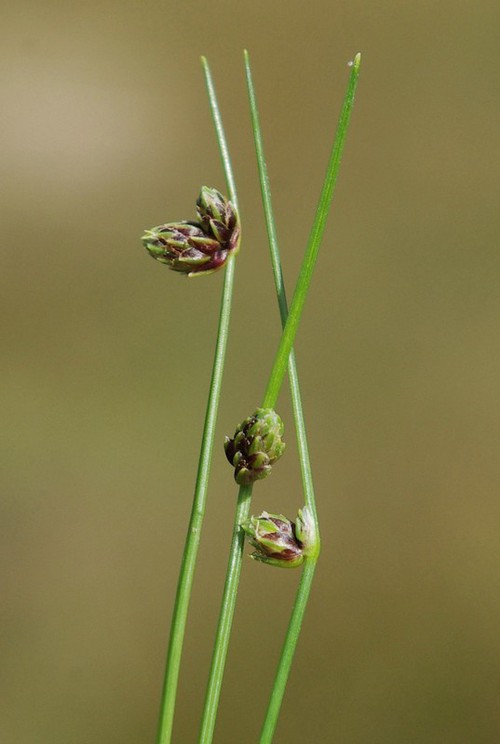 détail inflorescence