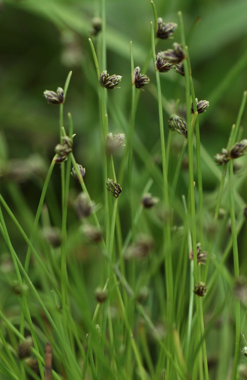 inflorescence