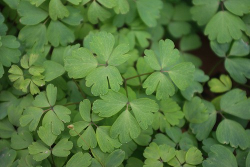 feuille