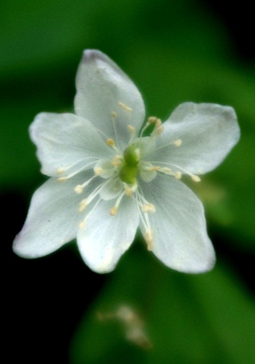 fleur