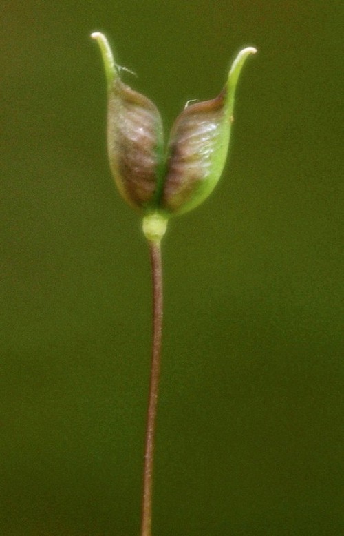 fruit