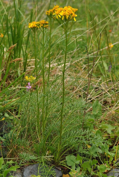 Jacobaea adonidifolia