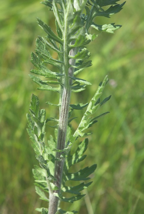feuille