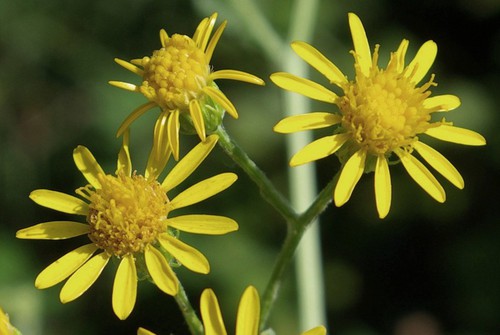 inflorescence