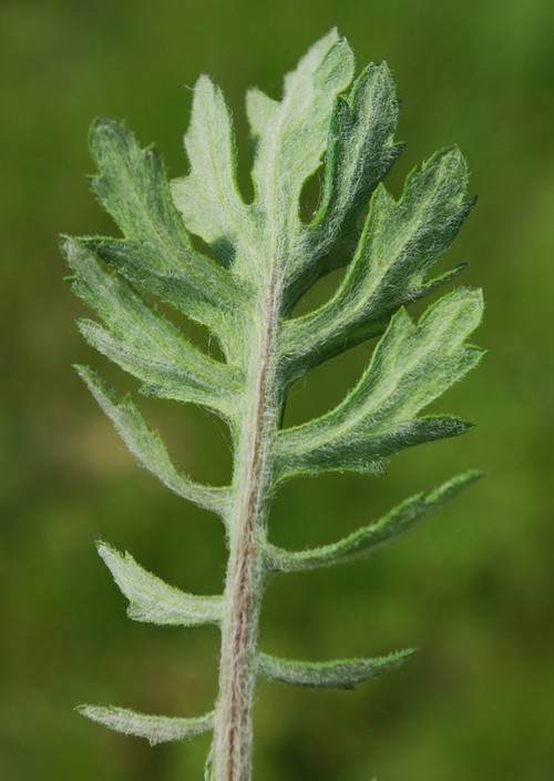 revers feuille