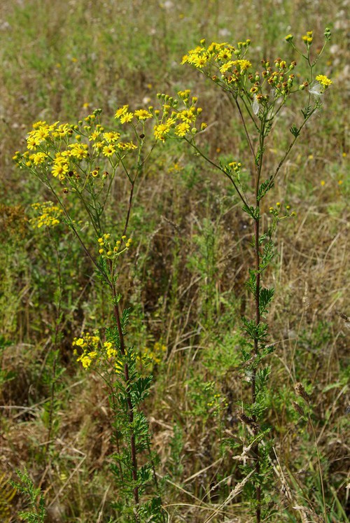 Plante entière