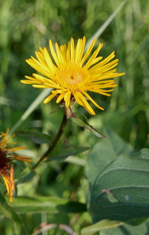 inflorescence