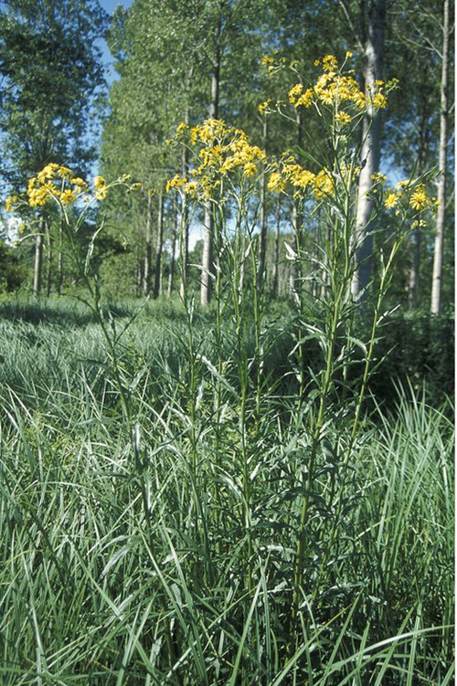 Plante entière