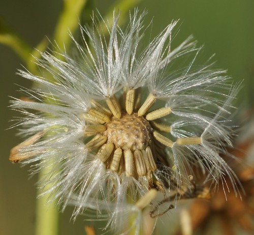 détail fruit