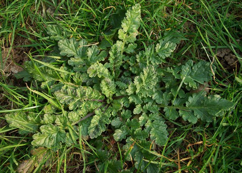 feuille basale