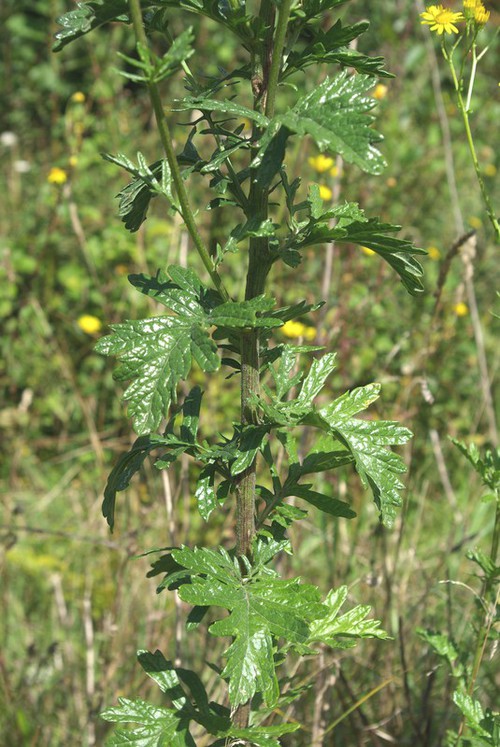 feuille caulinaire