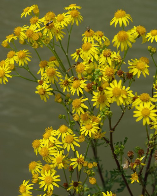 inflorescence