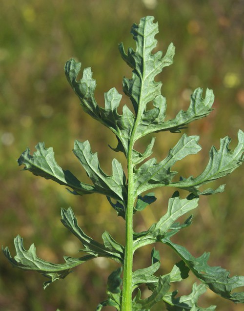 revers feuille