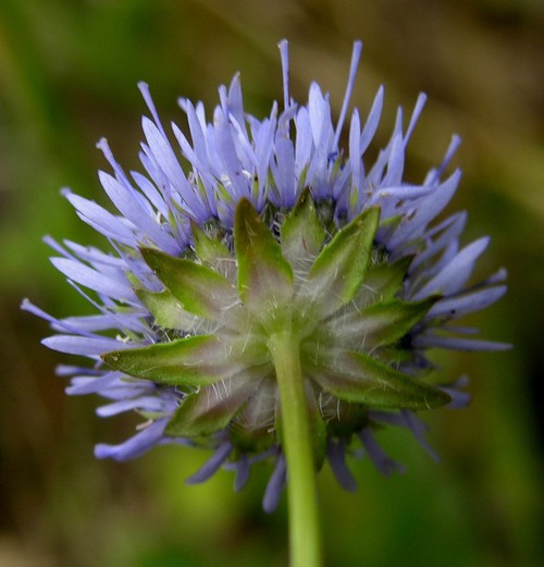 détail inflorescence