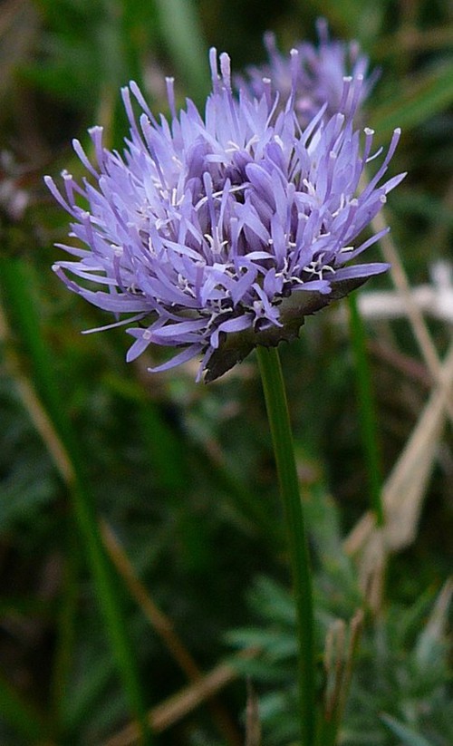 inflorescence