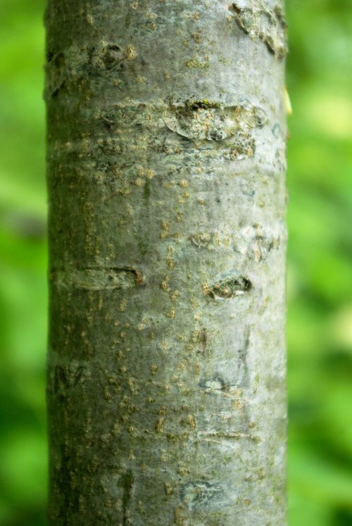 écorce jeune