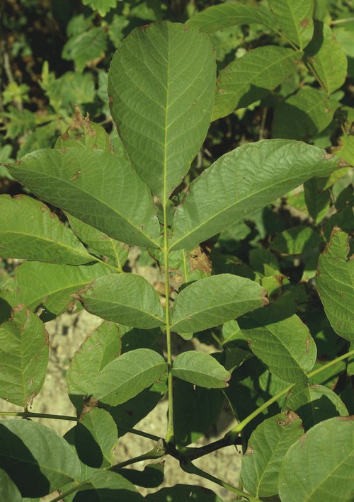 feuille