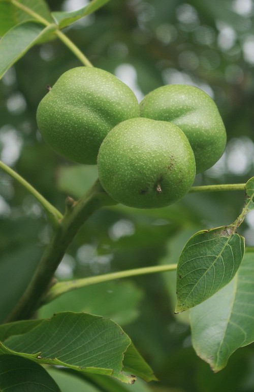 fruit