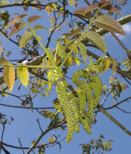 inflorescence mâle